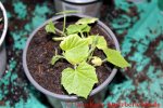 Mexikanische Minigurke - junge Minigurkenpflanzen