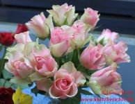 Blumen Glycerin Rosen von Norma