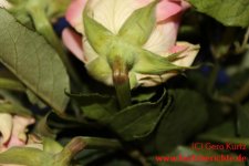 Blumen Glycerin Rose mit schwarzem Stiel