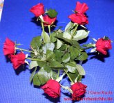 Blumen Glycerin hängende rote Rosen