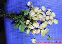 Blumen Glycerin 54 Rose mit abgefallenen Blütenblättern