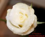 gewachste weiße Rose