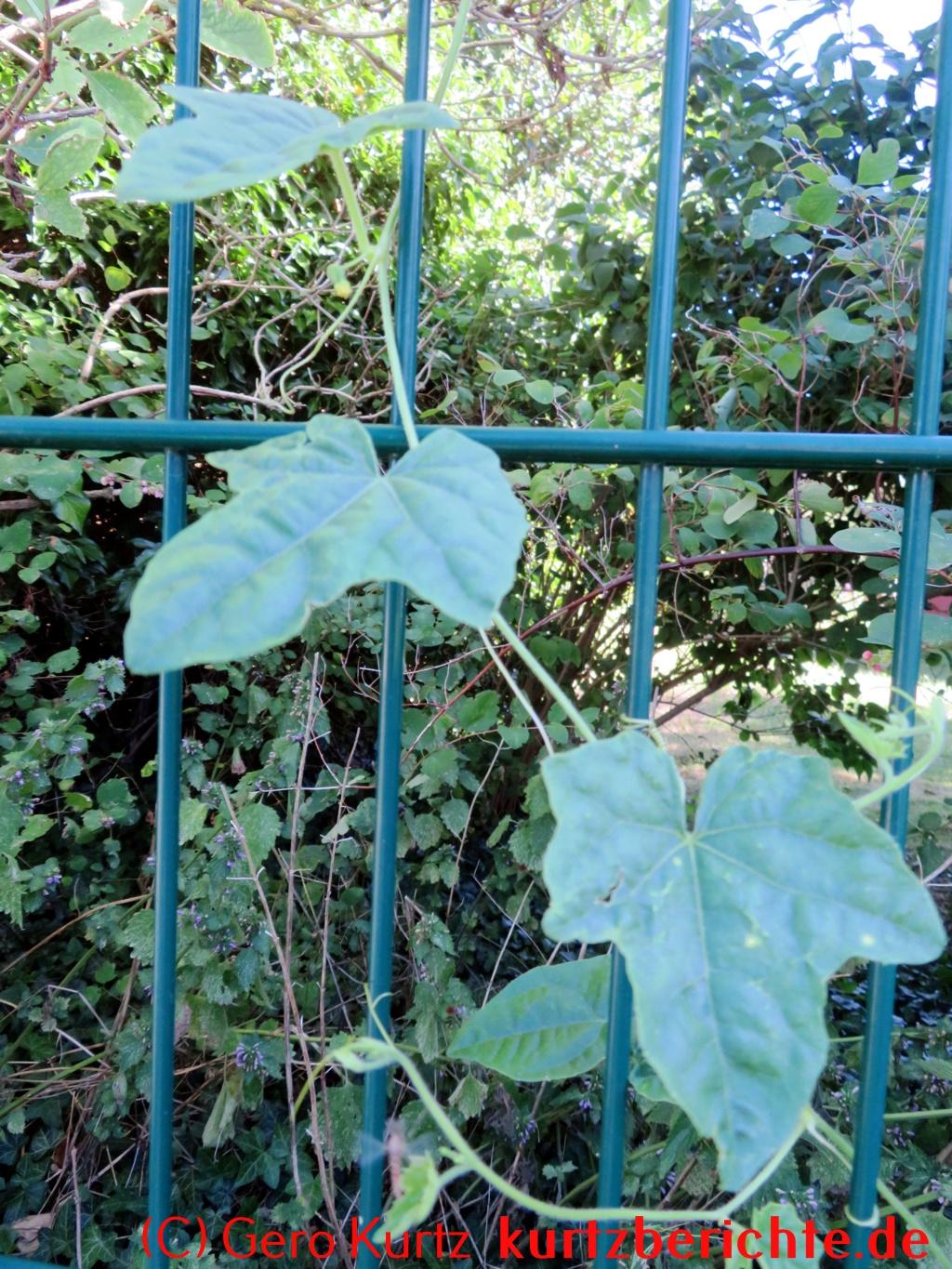Mexikanische Minigurke - Blätter der Pflanze
