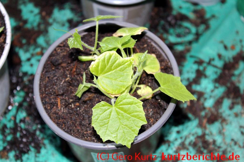 Mexikanische Minigurke - junge Minigurkenpflanzen