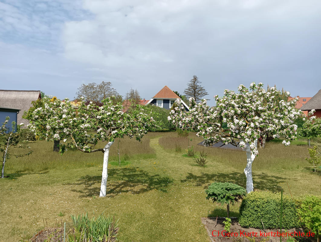 Das Kalken von Baumstämmen - blühende Apfelbäume mit weißem Stamm