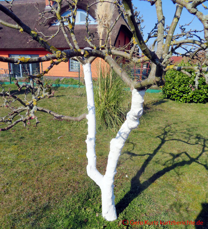 Das Kalken von Baumstämmen - fertig mit weißer Farbe gestrichener Stamm