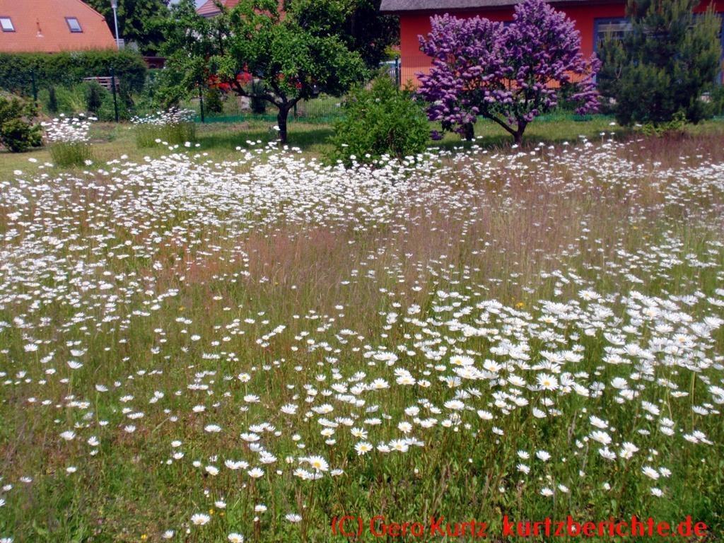 Eine naturnahe Blumenwiese anlegen - viele Margeriten im Gras