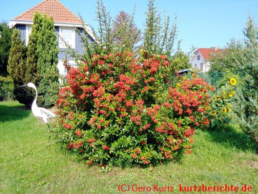 Eine naturnahe Blumenwiese anlegen - Feuerdorn mit roten Beeren