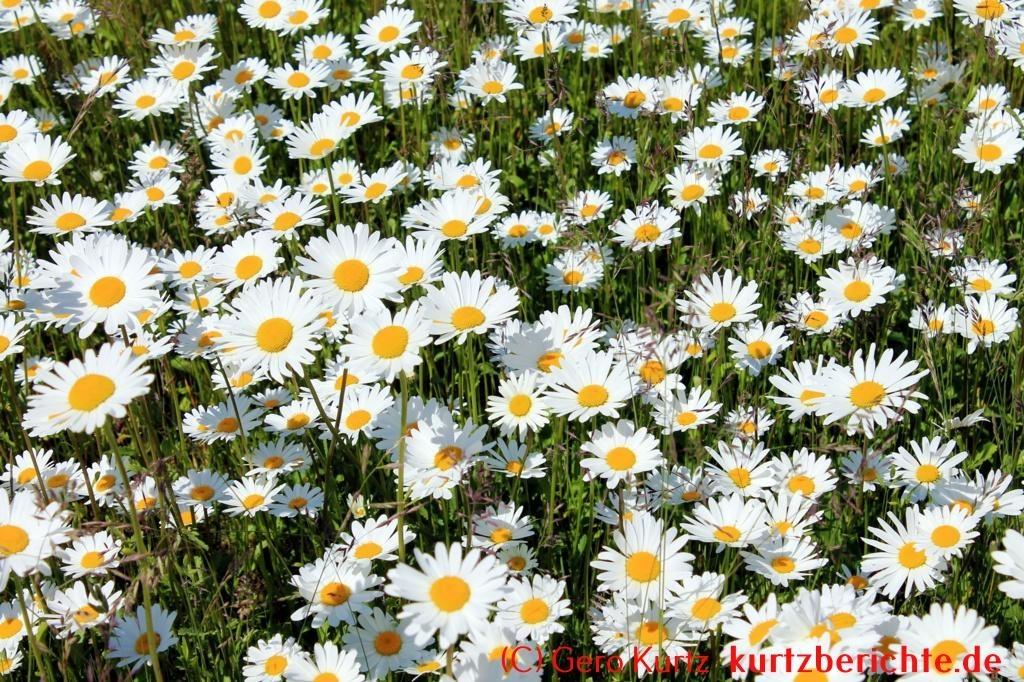 Eine naturnahe Blumenwiese anlegen - Blumenwiese mit Margeriten