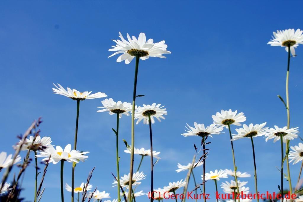 Eine naturnahe Blumenwiese anlegen - weiße Margeriten und blauer Himmel
