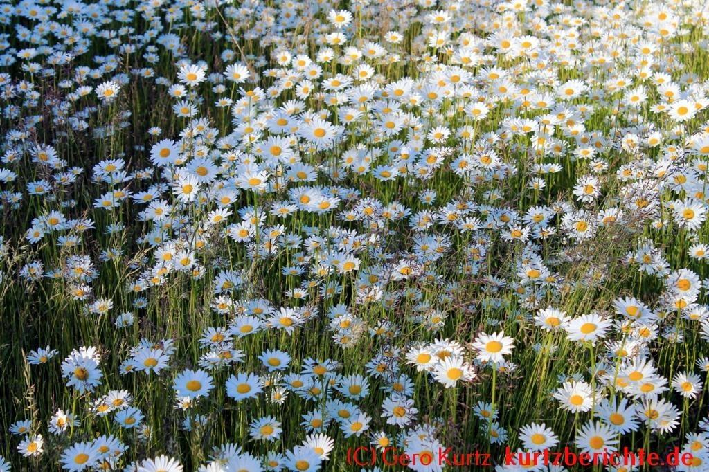 Eine naturnahe Blumenwiese anlegen - Blumenwiese mit Margeriten