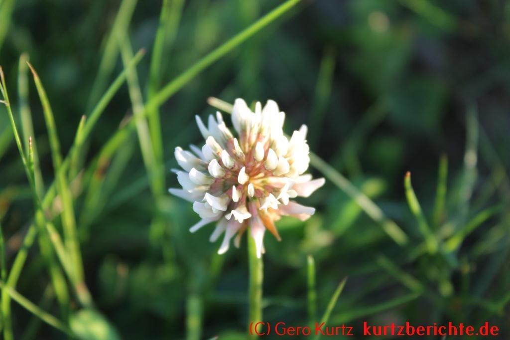 Eine naturnahe Blumenwiese anlegen - Weißklee