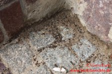 Bayer Garten Ameisen Streu und Giessmittel tote Ameisen am Hauseingang