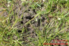 Bayer Garten Ameisen Streu und Giessmittel Ameisennest im Rasen 