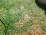 Gardena Gartendusche Solo - Wasser auf dem Rasen