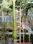 Kivors S9 3 Schlangenkürbisse in einem Garten