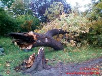 Kivors S9 8 Umgestürzter Baum 