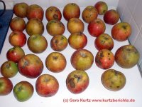 Äpfel der Sorte Boskop für Apfelmus