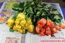 Blumen Glycerin ausgepackte Rosen