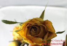 Blumen Glycerin gelbe Rose