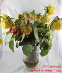 Blumen Glycerin Rosen in einer Vase
