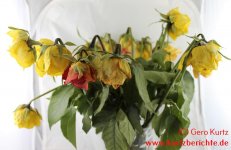 Blumen Glycerin Rosen mit Blättern