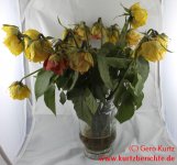 Blumen Glycerin gelbe und lachsfarbene Rosen ohne Farbe