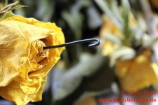 Blumen Glycerin einführen des Bindedrahtes