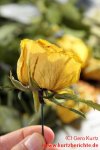 Blumen Glycerin Fertige Rose mit Bindedrahtstiel