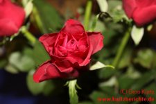 Blumen Glycerin dunkelrote Rose