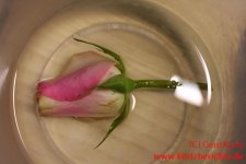 Blumen Glycerin abgebrochene Rosenblüte