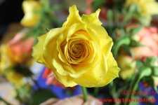 Blumen Glycerin Gelbe Rose