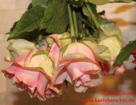 Blumen Glycerin aufgehängte pastellfarbene Rose