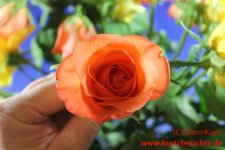 Blumen Glycerin lachsfarbene Rose