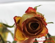 Blumen Glycerin einzelne Rose