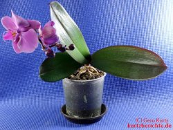 Orchideen Kindel 13 - blühendes Orchideenkindel