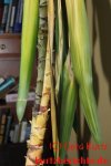 Yucca Palme vermehren - herunter hängende gelbe Blätter