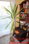 Yucca Palme vermehren - Palme mit verwelkten Blättern im unteren Bereich