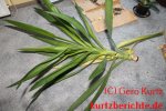 Yucca Palme vermehren - abgesäter Palmenkopf