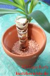 Yucca Palme vermehren - Steckling in Seramis Tongranulat pflanzen