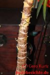 Yucca Palme vermehren - Stamm ohne Blätter