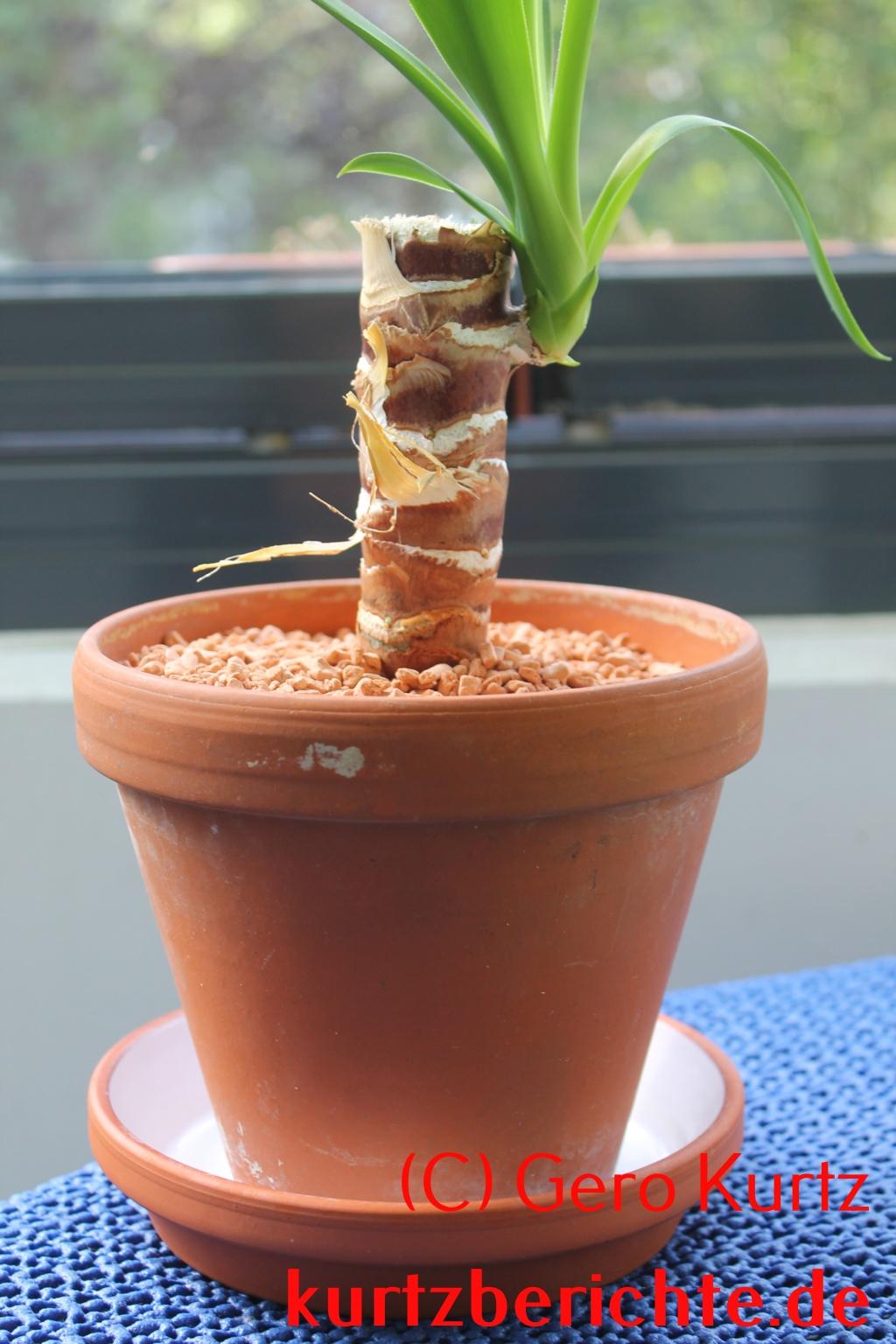 Yucca-palme Ableger In Wasser Oder Erde Ratgeber - Eine Yucca Palme, Palmlilie, schnell vermehren